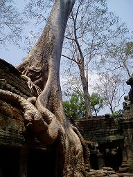 タ・プローム内の木の浸食