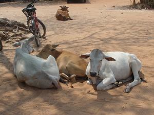 くつろぐ牛たち