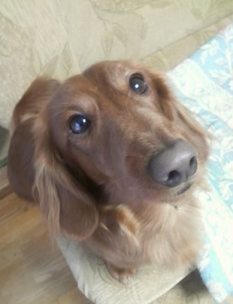 イヨン おやつくれ～～～ 正座中 20090128