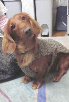 手編み　2008冬の犬服 2