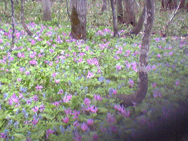 男山自然公園　カタクリとエンゴサク 2007/05/04