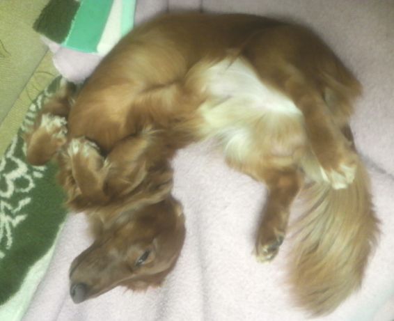 イヨン　熟睡中2　20081107