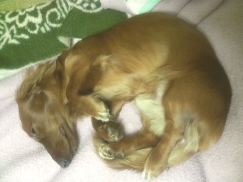 イヨン　熟睡中1　20081107