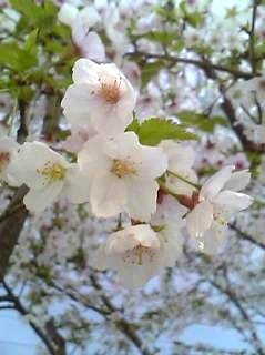 我が家の桜　2006.5