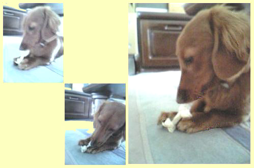 骨っこカミカミ　イヨン君 20070525