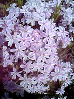 芝桜　2006.05.18　5