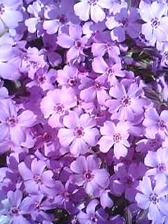 芝桜　2006.05.18　6