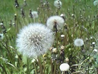 たんぽぽ綿帽子 20070528