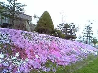 芝桜　2006.05.18　1
