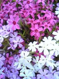 芝桜　2006.05.18　2