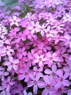 芝桜　2006.05.18　4