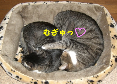 06111402.CIMG0051.jpg