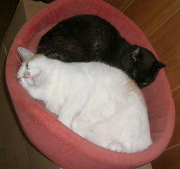 やっぱりくろがすき