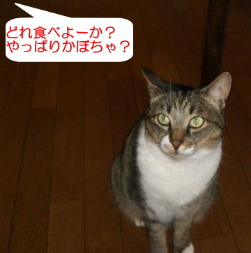 待ってたよう！