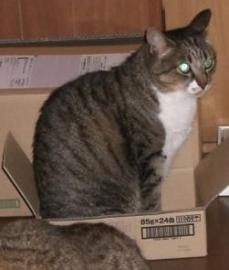 ちょっと無理では？