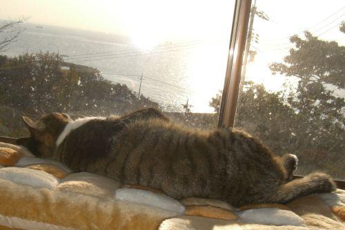 昨日はちん太郎、今日は？