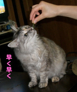 06111619.CIMG0107.jpg