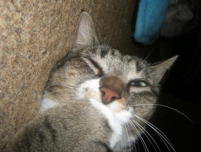 とうとう歯医者に行ってきた