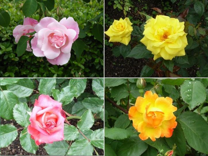 060508rose7