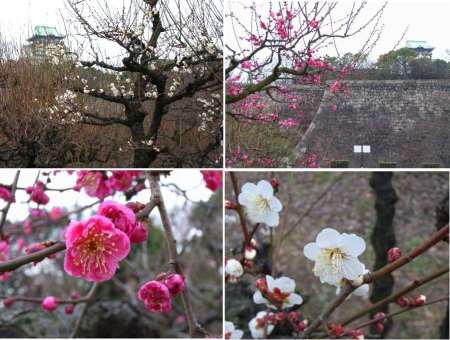 070124ume.jpg
