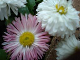 娘が撮ったお花