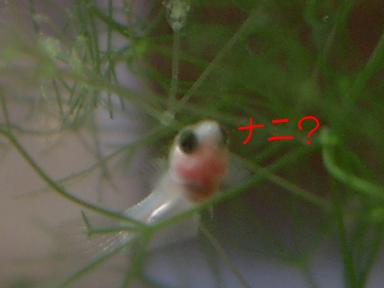 ベタ稚魚10.24 002.JPG