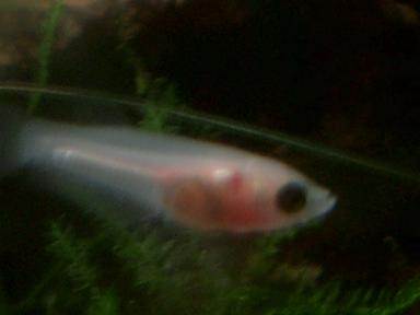 ベタ稚魚10.24 006.JPG