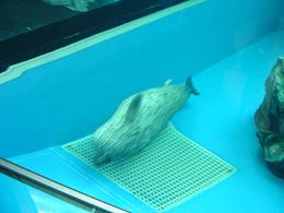 しながわ水族館１１.JPG