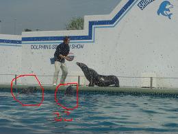 しながわ水族館２.JPG