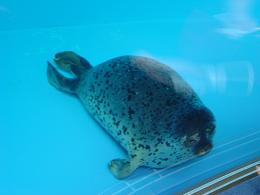 しながわ水族館８.JPG