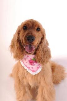 撮影会　ルビー