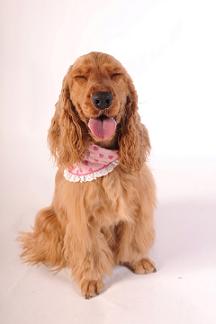 スマイルルビー