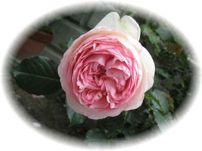 IMG_2052.jpg