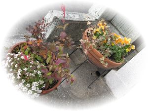 IMG_1923.jpg