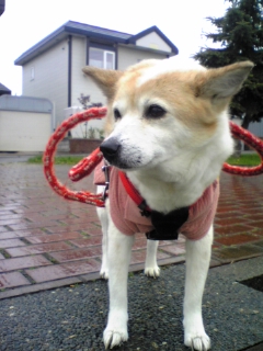 リード、おんぶしてるよー