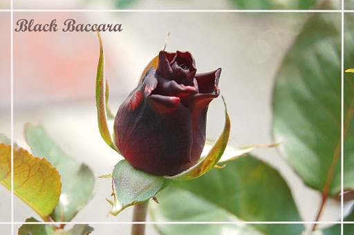 Black-Baccara-1.jpg