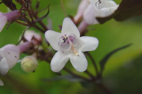 Penstemon-digitalis-Huskers.jpg