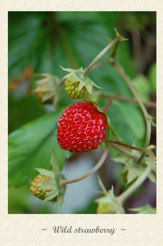 Wild-strawberry.jpg