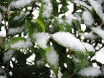 コピー ～ IMG_3419.JPG