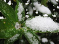 コピー ～ IMG_3420.JPG