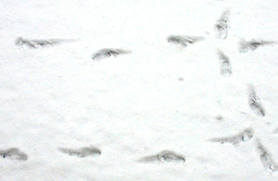 コピー ～ IMG_3425.JPG