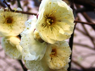 コピー ～ IMG_3469.JPG