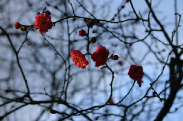 梅（北野天満宮）