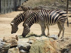 白浜旅行1日目ワールドサファリしまうま