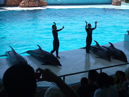 白浜旅行1日目アドベンチャーワールドイルカショー