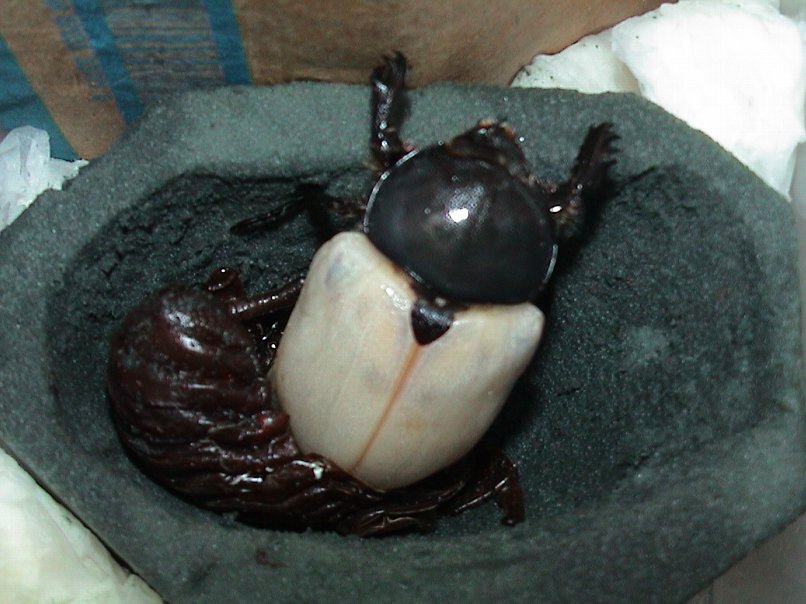 羽化したてなので、真っ白です。