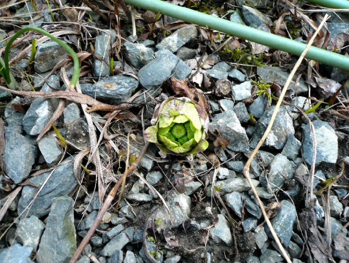 3/4 ふきのとう