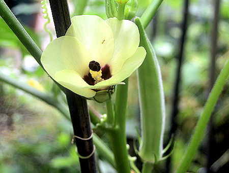 okra24.jpg