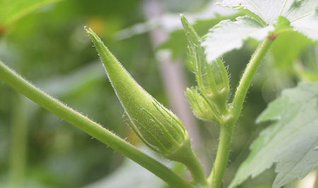 okra3.jpg
