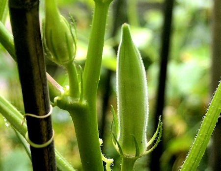 7-23-okra.jpg